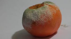Peut On Manger Des Aliments Moisis Nettoyes