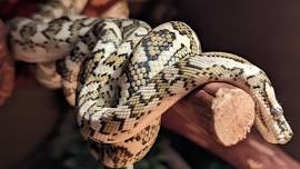 Electric City Reptile Expo