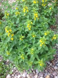 Leaves are hairy and coarsely toothed. Garden Answers Plant Identification Plant Identification Plants Shade Plants