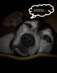 Understanding Dog Howling During Sleep Dog Discoveries