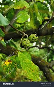 Image result for Walnut blight