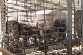 Check spelling or type a new query. Annual Horrible Hundred Report Identifies Problem Puppy Mills In U S Reveals Usda Is Failing To Crack Down On Violators A Humane World