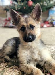 While some dogs seamlessly reach adulthood, others never outdo their puppy appearance. Meet Ranger The Tiny German Shepherd With Dwarfism That Will Look Like A Puppy Forever