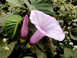 Image result for Stictocardia