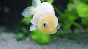 Check spelling or type a new query. 6 Jenis Ikan Mas Koki Termahal Dengan Warna Yang Cantik Hot Liputan6 Com
