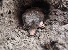 However, before you start laying traps, make sure you check with your state's laws. How To Get Rid Of Moles In The Garden Humanely Predator Guard Predator Deterrents And Repellents