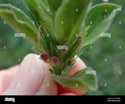 Image result for Dyschoriste trichocalyx