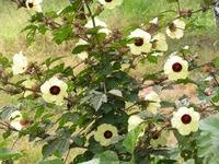 Image result for Hibiscus surattensis