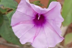 Image result for Ipomoea dichroa