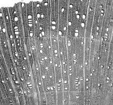 Check spelling or type a new query. Research Brodersen Lab