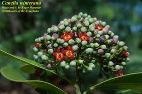 Image result for Canellaceae