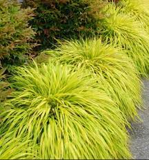 Hakonechloa Macra All Gold Gold Japanese Forest Grass Japanese Forest Grass Japanese Forest Shade Grass