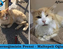 Maltepeli Oglumuzu Hatirladiniz Mi Ihbar Uzerine Maltepe Den Klinige Kaldirdigimiz Tek Gozu Kor Sokak Kedimiz Maltepeli Oglanin Once Cats Animals Photography