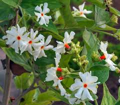 Maybe you would like to learn more about one of these? Sad Tree Night Blooming Jasmine Plant Nyctanthus Arbor Tristis 4 Pot Walmart Com Walmart Com