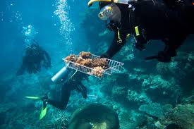 These are 2017 figures generated by deloitte access economics. Australia Wrestles With Saving The Great Barrier Reef Bloomberg