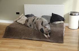domashnie lyubimcy byvayut raznye pushistye hvostatye nosatye doma mozhno derzhat kogo ugodno dazhe zdorovennuyu svinyu pryamo kak v sem svinki mini pig raznoe