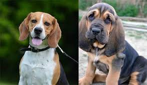 incredible facts about the beagle bloodhound mix