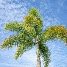 Image result for Wodyetia bifurcata