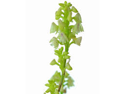 Image result for Polystachya