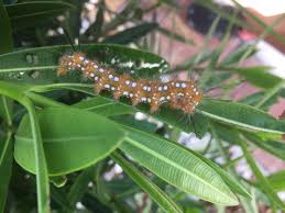 Black And White Striped Caterpillar Virginia Spotted Oleander Caterpillar Seminole Florida Pollinating Flowers Plant Leaves Florida Plants