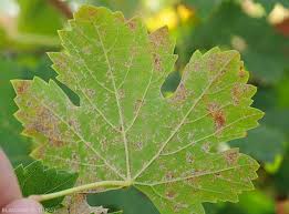 Image result for peronospora grapevine