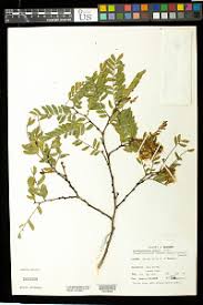 Image result for Scorodophloeus