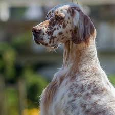 I am sending out emails and hope that all the brothers and sisters can share here on this page. English Setter Kennel Of Settercity Home Facebook