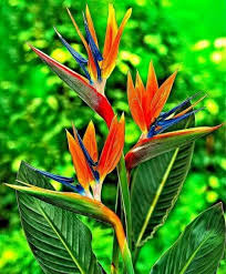 El ave del paraíso, también conocido científicamente como strelitzia reginae, es una planta de origen sudafricano que destaca por la belleza cromática y geométrica de su flor, la cual es un símbolo de prestigio, sabiduría y poder en ciertas poblaciones africanas. Ave Del Paraiso Ave Del Paraiso Flores Flores Aves Del Paraiso Planta Ave Del Paraiso