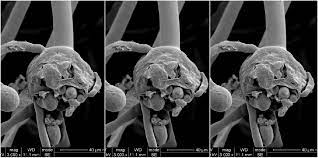 Want to order black fungus spawn & black fungus logs mushroom spawn? 1lfzgdcz7az6rm