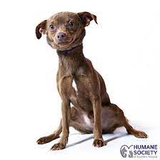 Search a wide range of information from across the web with theresultsengine.com Adopt A Pet Petsmart Charities