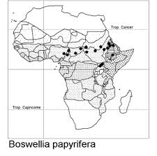 Image result for Commiphora fulvotomentosa