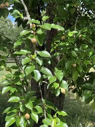 These ornate patterned trees are what's the difference between formal and informal? How To Care For Your Fruit Trees North American Tree Service