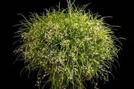 Image result for Ozoroa gomesiana