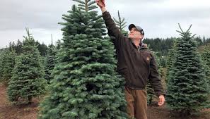 Arizona christmas tree farms 2021. Are Real Or Fake Christmas Trees Better For The Environment