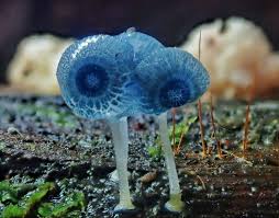 Mycena Interrupta Pixie Parasol Gippsland Victoria Australia Fish Pet Flora Pets