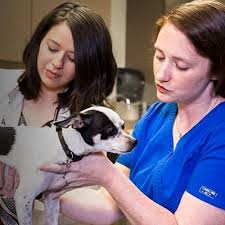 If your pet has emergency veterinary needs. Emergency Vet Springfield Mo Spring Valley Veterinary Hospital