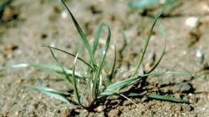 Das deutsche weidelgras, auch ausdauernder lolch (lolium perenne) genannt, ist eine ausdauernde pflanzenart aus der familie der süßgräser (poaceae). Weidelgras Welsches Agricultural Solutions