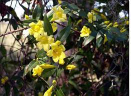 Gorgeous But Deadly 13 Unassuming Poisonous Plants Webecoist Plants Poisonous Plants Deadly Plants