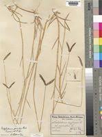 Image result for Dactyloctenium geminatum