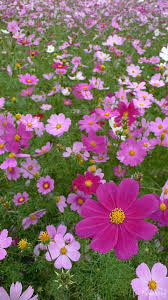 Pin On Outdoor Spaces