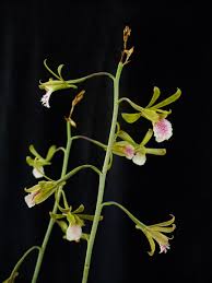 Image result for Eulophia norlindhii