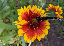 Maybe you would like to learn more about one of these? Flowers That Bloom Year Round In Florida 11 Popular Choices Florida Flowers Perennial Flowering Plants Hummingbird Garden