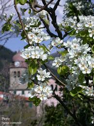 Check spelling or type a new query. Fiori E Foglie