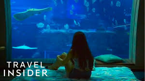 Why not hire a car while you're in singapore, this is a great option and gives you the freedom to go everywhere in your own time. Hotel Room Overlooks An Aquarium Sentosa Singapore Youtube