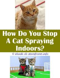 18 Surprising Stop Cat Spraying Front Door Toxoplasmosis