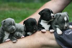 Enter your email address to receive alerts when we have new listings available for blue staffy puppies for sale. Dogs New Zealand Bluejigg Kennels Nz Registered Breeders Of Staffordshire Bull Terrier