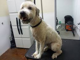 The overall appearance is of an alert and happy animal, graceful, strong and well coordinated. The Writing Groomer Matted Wheaten Wheaten Terrier Grooming Soft Coated Wheaten Terrier Haircuts Wheaten Terrier Haircut
