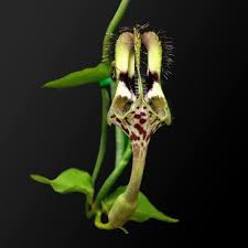Image result for Ceropegia gracilior