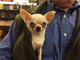 Eli5 Do Dogs Recognize That Their Name Is Their Identity Or Do They Simply Know To Respond When A Certain Sound Is Made Explainlikeimfive