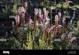 Image result for Hebenstretia